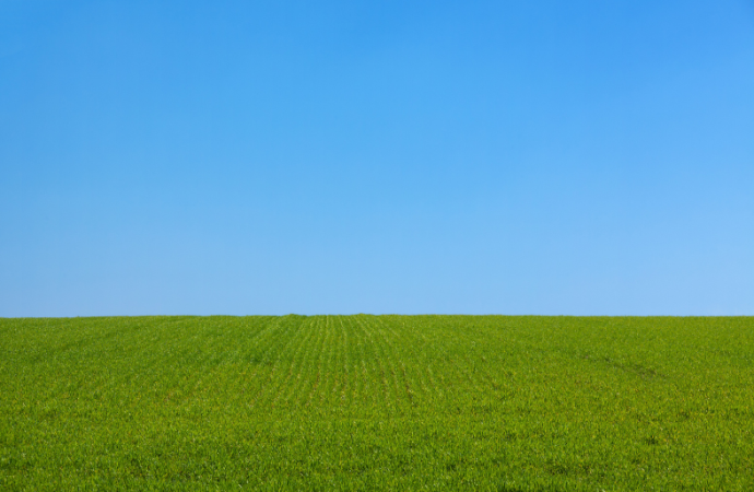 Campo