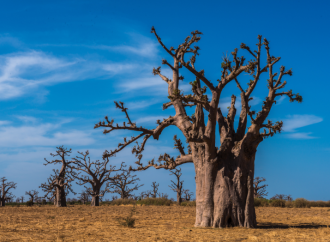 Tamburi nella notte. La possessione da spiriti in Senegal e i suoi aspetti terapeutici